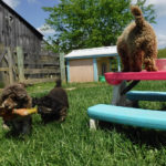 Mini Poodle Havanese puppies for sale
