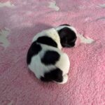 #1F Black Parti Puppy