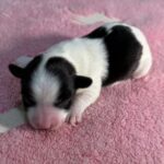 #1F Black Parti Puppy
