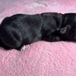 #2F Black Tux Puppy