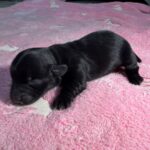 #2F Black Tux Puppy