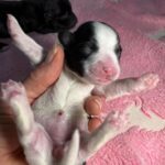 #1F Black Parti Puppy