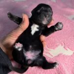 #2F Black Tux Puppy