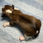 #3M Sable Tux+ Puppy