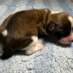 #3M Sable Tux+ Puppy