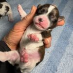 #3M Sable Tux+ Puppy