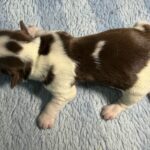 #4M Choc Parti Puppy