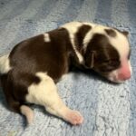 #4M Choc Parti Puppy