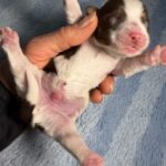 #4M Choc Parti Puppy