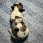#5M Blue Merle Parti Puppy