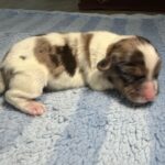 #5M Blue Merle Parti Puppy