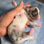 #5M Blue Merle Parti Puppy