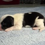 #6M Black Parti Puppy