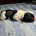 #6M Black Parti Puppy