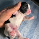 #6M Black Parti Puppy