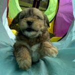 Jingle's HavaPooKie Puppies