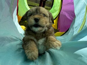 Jingle's HavaPooKie Puppies
