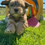 Jingle's HavaPooKie Puppies