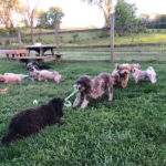 Mini Poodle Havanese puppies for sale