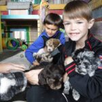 Jingle's HavaPooKie Puppies