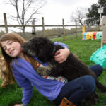 Mini Poodle Havanese puppies for sale