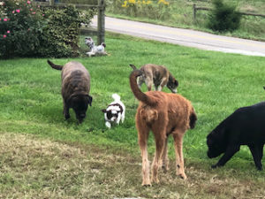 Mini Poodle Scamper