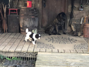 Mini Poodle Scamper
