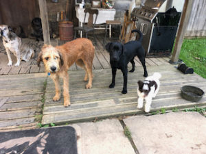 Mini Poodle Scamper