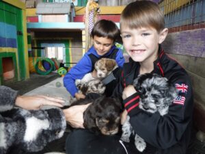 Jingle's HavaPooKie Puppies