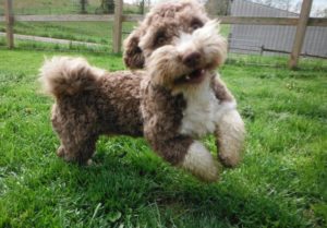Chocolate Tuxedo Havanese Jolly Jeep