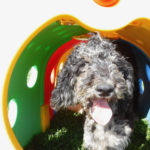 Moyen Poodle "Dream"