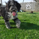 Moyen Poodle "Dream"