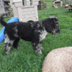 Moyen Poodle "Dream"