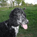 Poodle Havanese mix breed Puppies for sale HavaPoo HavaNoodle