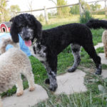 Poodle Havanese mix breed Puppies for sale HavaPoo HavaNoodle
