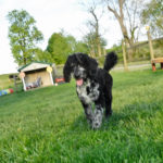 Poodle Havanese mix breed Puppies for sale HavaPoo HavaNoodle