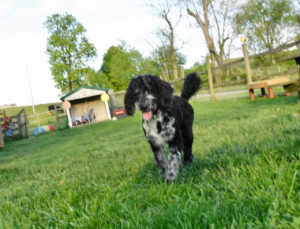 Poodle Havanese mix breed puppies for sale HavaPoo HavaNoodle