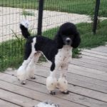 Moyen Poodle Preston