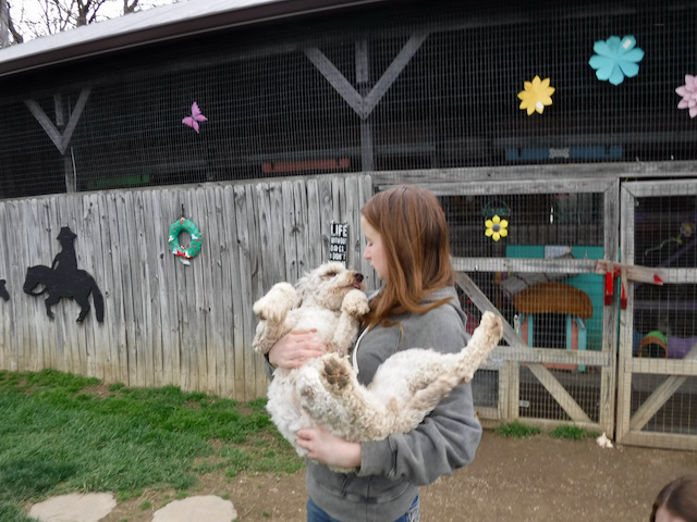 Chocolate Merle Tux Moyen Poodle Roxy