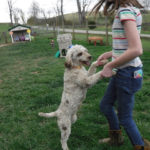 Chocolate Merle Tux Moyen Poodle Roxy