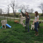 Chocolate Merle Tux Moyen Poodle Roxy