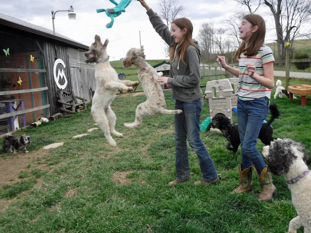 Chocolate Merle Tux Moyen Poodle Roxy