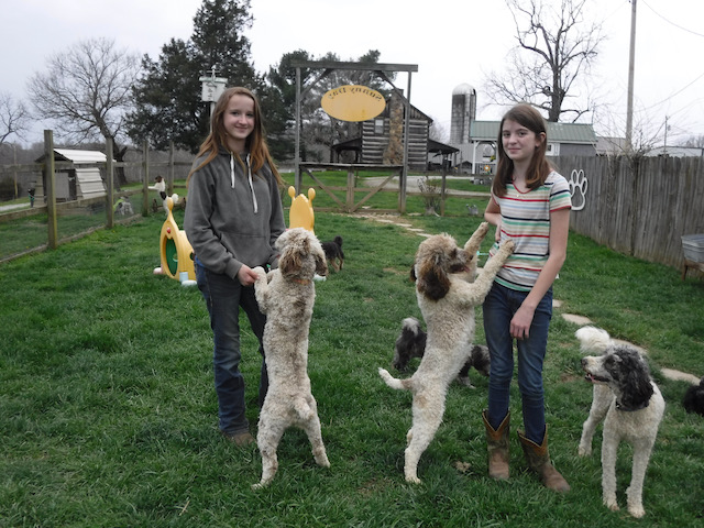 Chocolate Merle Tux Moyen Poodle Roxy