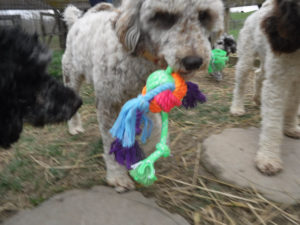 Chocolate Merle Tux Moyen Poodle Roxy