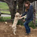 Chocolate Merle Tux Moyen Poodle Roxy
