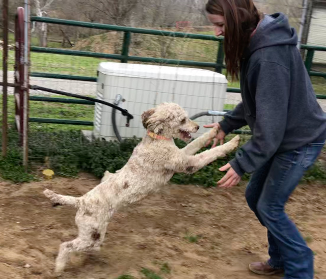 Chocolate Merle Tux Moyen Poodle Roxy