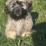 Sable HavaPoo