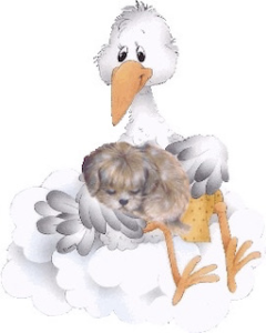 Poodle mix Puppies for sale in Ohio