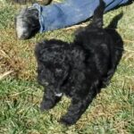 #11 Black Tux male puppy – GRAY collar
