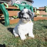 #6 Blue Merle Parti Female puppy– YELLOW collar
